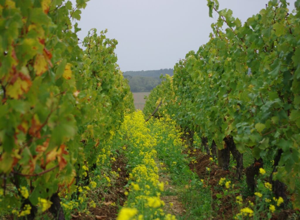 Bij Domaine des Gandines in de zuidelijke Bourgogne wordt gewerkt volgens de principes van de biodynamie. Biodiversiteit is daar een van de gevolgen van.